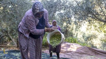MERSİN BÜYÜKŞEHİR’İN FİDAN DESTEKLERİ MEYVESİNİ VERİYOR  SİLİFKE İMAMBEKİRLİ’DE FİDAN DESTEĞİ ALAN ÇİFTÇİLER ZEYTİN HASADI GERÇEKLEŞTİRDİ