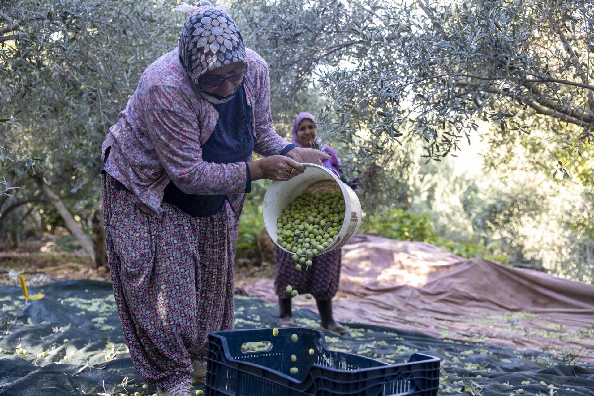 MERSİN BÜYÜKŞEHİR’İN FİDAN DESTEKLERİ MEYVESİNİ VERİYOR  SİLİFKE İMAMBEKİRLİ’DE FİDAN DESTEĞİ ALAN ÇİFTÇİLER ZEYTİN HASADI GERÇEKLEŞTİRDİ