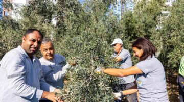MEZİTLİ’DE ZEYTİN AĞAÇLARI EĞİTİME CAN VERİYOR”